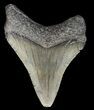 Juvenile Megalodon Tooth - Georgia #43056-1